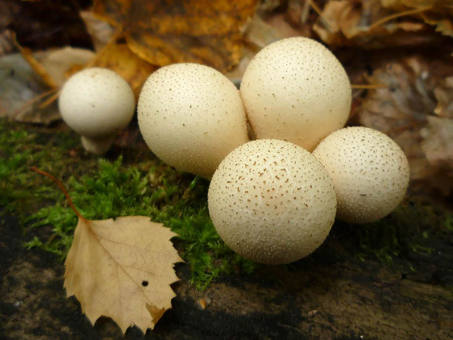Гриб дождевик съедобный (lycoperdon perlatum): белые шарики в лесу с фото