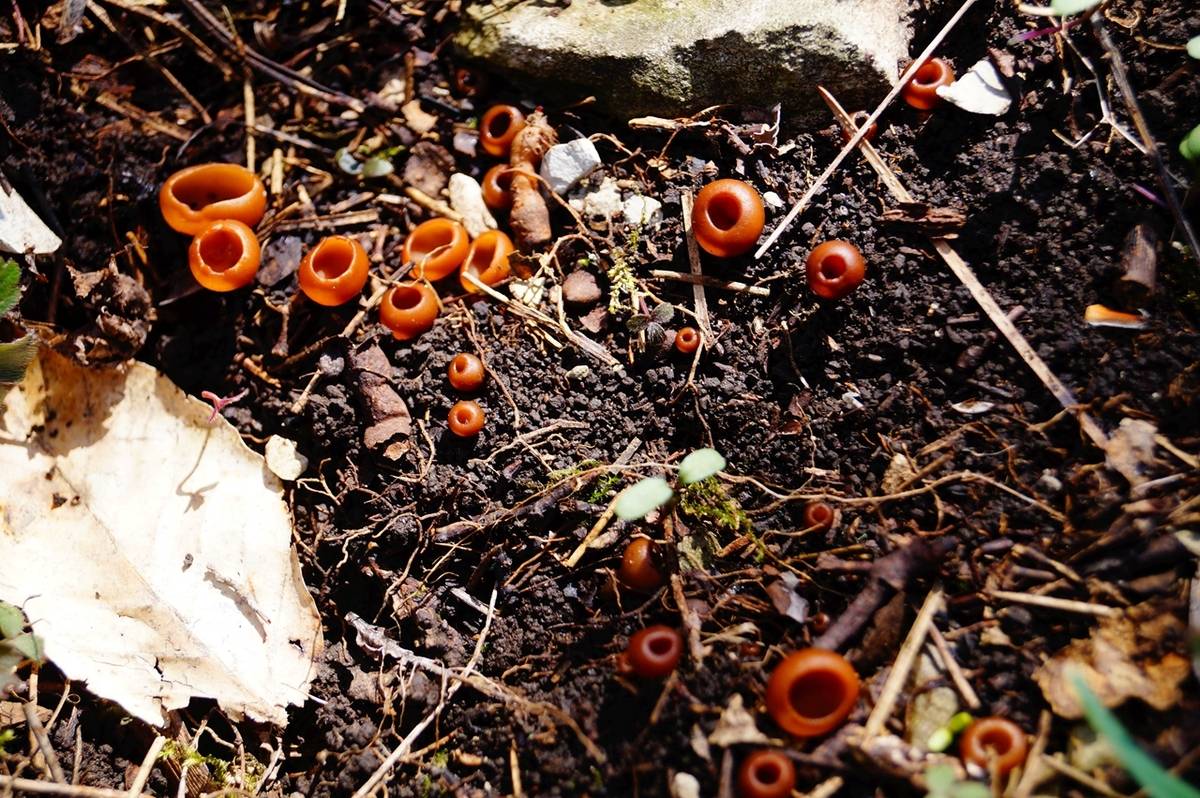 Склеротиния клубневая – гриб, поселяющийся на цветах — викигриб