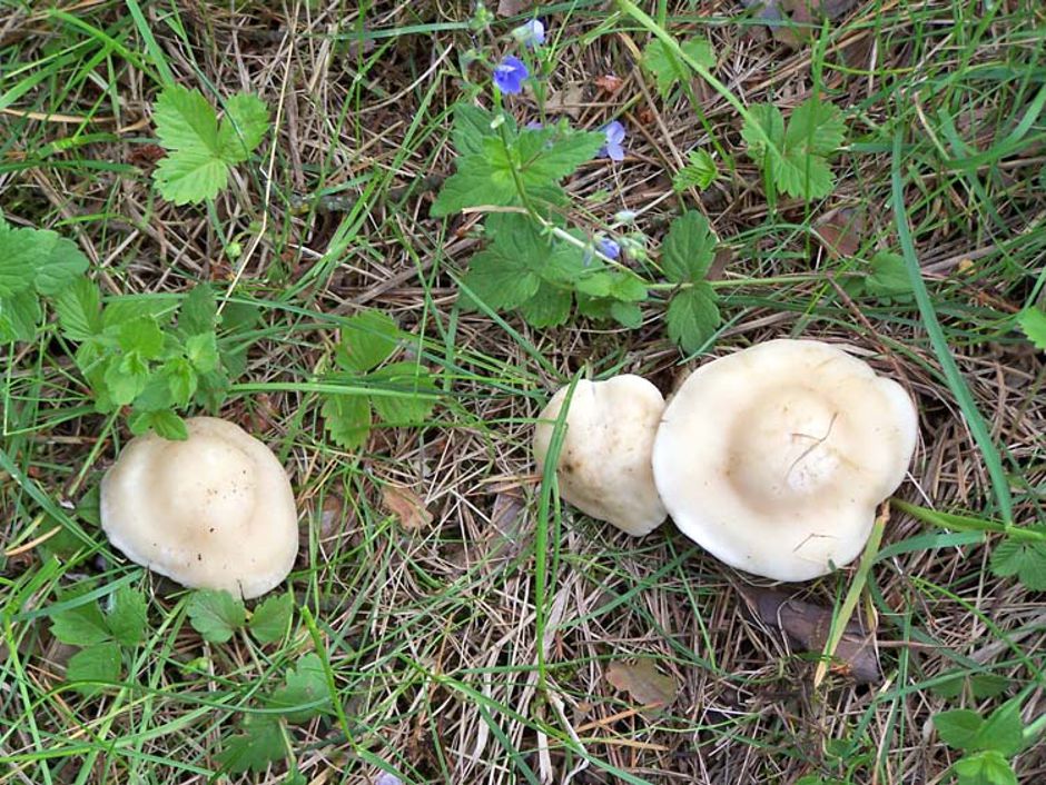 Гриб рядовка майская: фото и описание, как определить съедобный гриб, места распространения