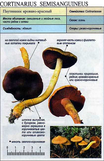 Паутинник фиолетовый (cortinarius violaceus): описание, где растет, как отличить, фото и сходные виды