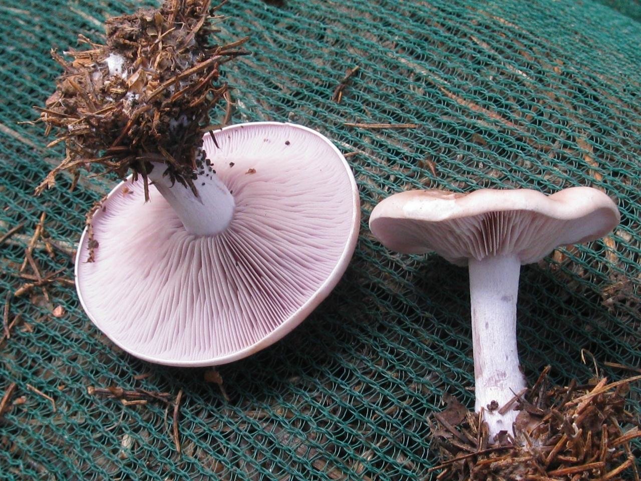 Рядовка фиолетовая - фото и описание гриба, съедобный или нет