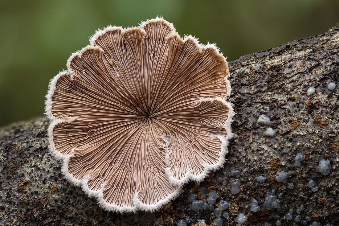 Щелелистник обыкновенный (schizophyllum commune) – грибы сибири