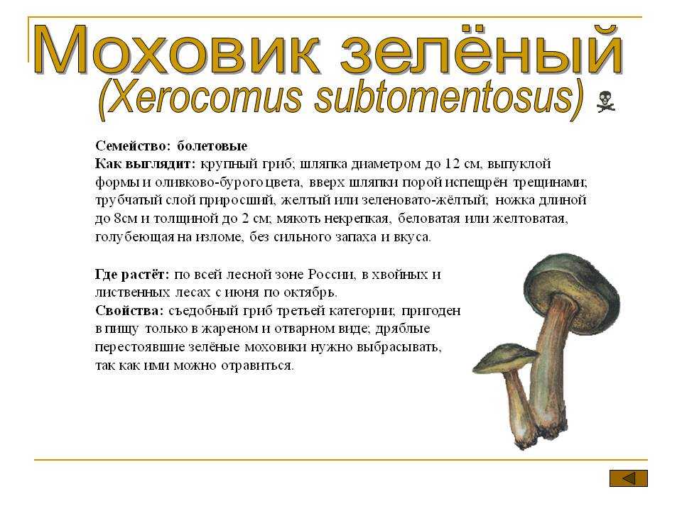 Гриб моховик зелёный (xerocomus subtomentosus): фото и описание