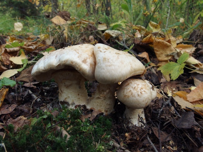 Гебелома клейкая (валуй ложный): съедобность, описание и фото. грибы гебеломы