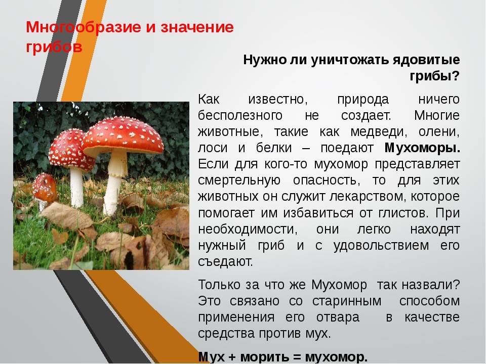 Какова роль грибов в природе и жизни человека? + видео