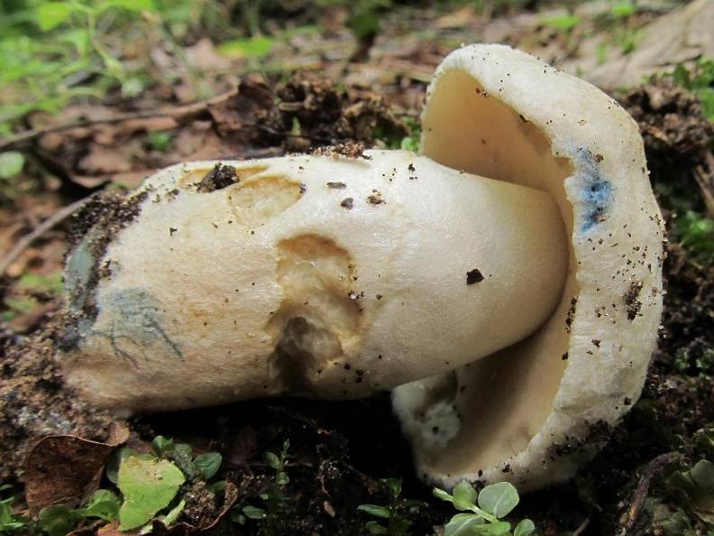 Вы точно уверены, что гриб синяк несъедобен?