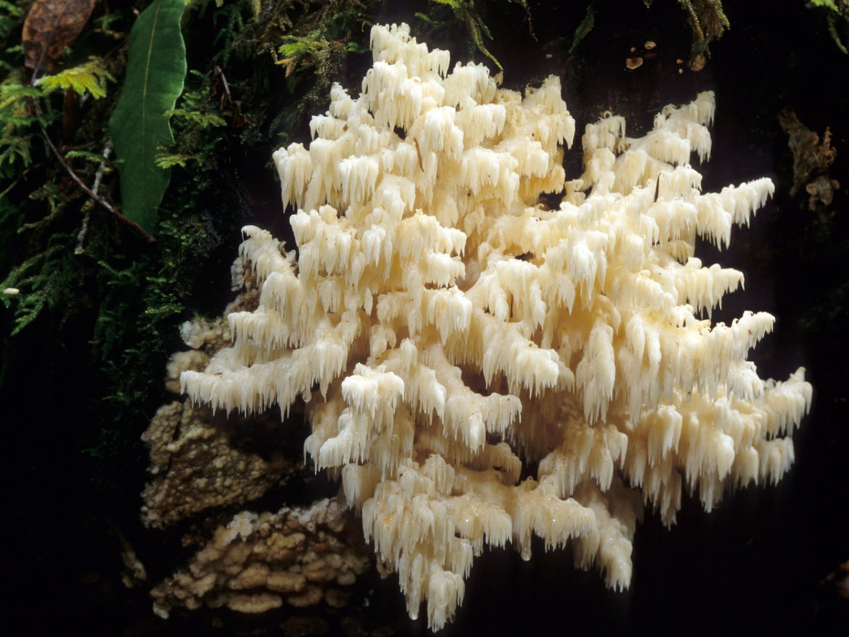 Коралловый гриб – съедобное чудо природы + видео