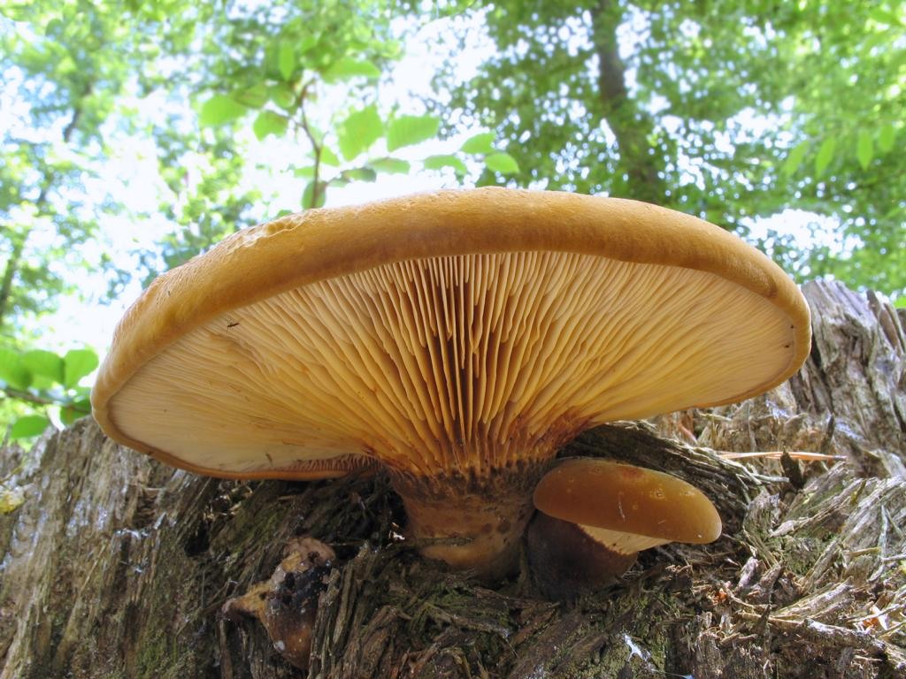 Свинушка (гриб) – описание, виды, ядовитый или съедобный, фото