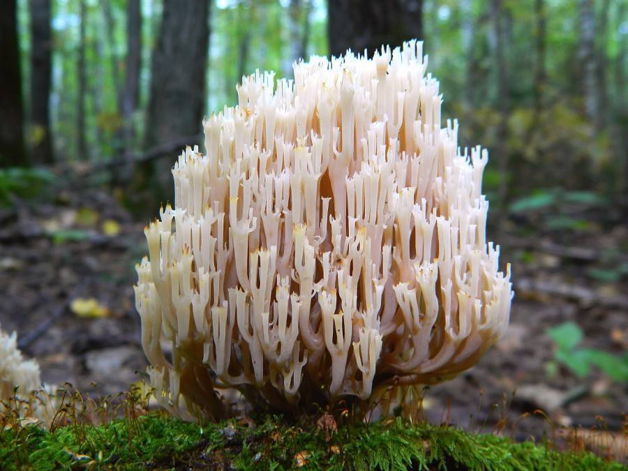 Описание грибов с фото / съедобные грибы, ягоды, травы