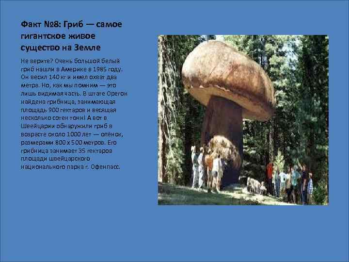 Самая большая грибница. какой он, самый большой гриб в мире? из книги рекордов гинесса