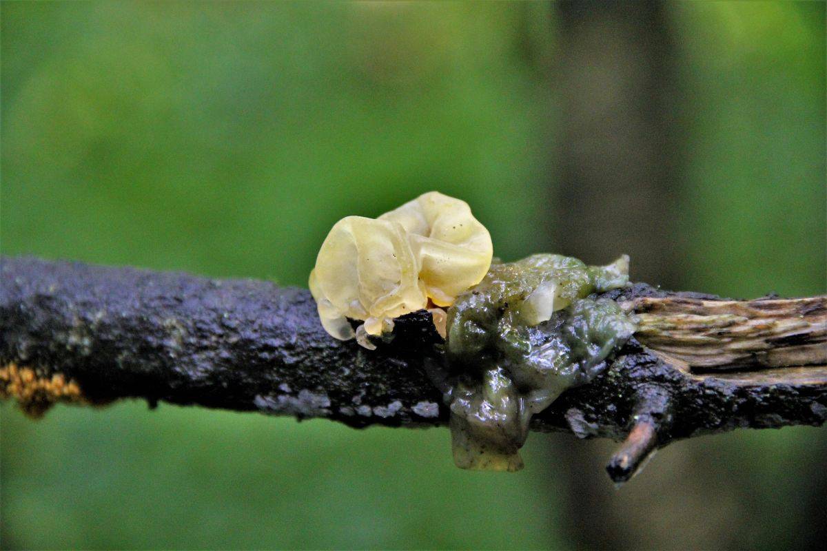Дрожалка листоватая — описание, где растет, ядовитость гриба