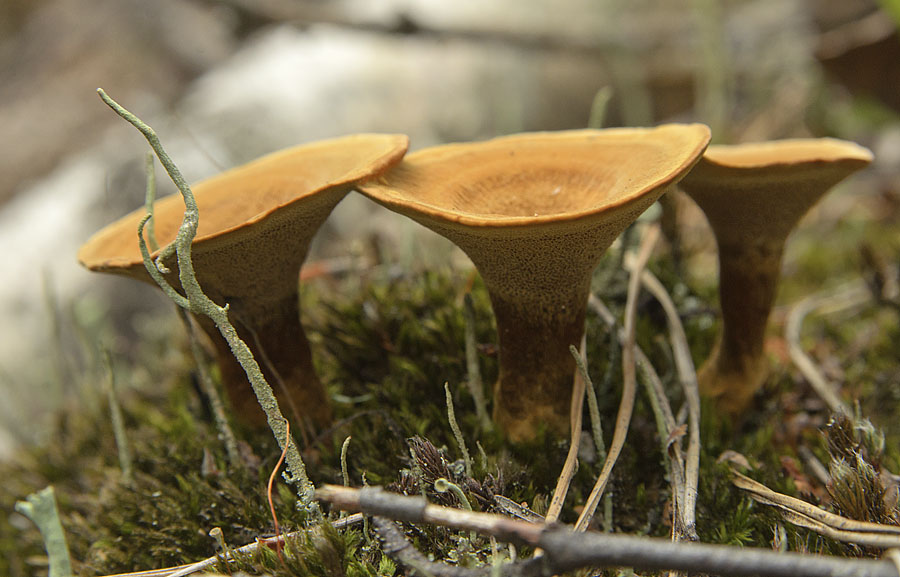 Трубчатые грибы: съедобные и несъедобные виды