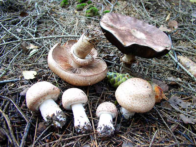 Все о грибах шампиньоны: где растут, когда собирать, как выращивать