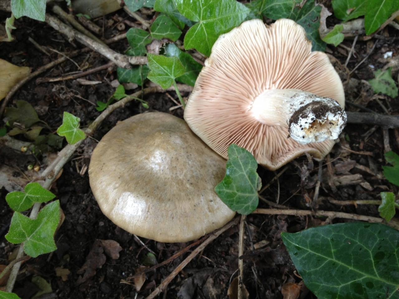 Энтолома садовая (entoloma clypeatum) – грибы сибири