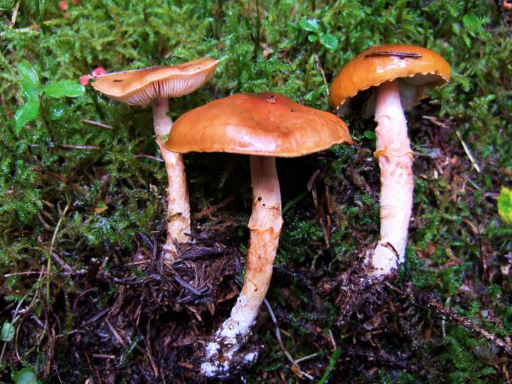 Лимацелла клейкая (limacella delicata var. glioderma) – грибы сибири