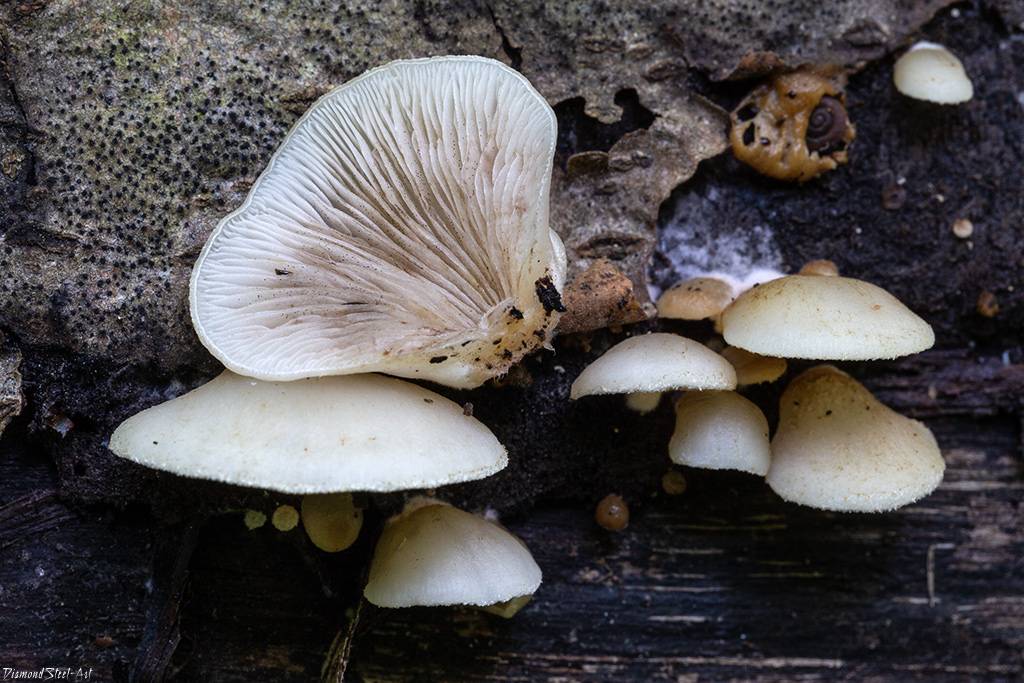 Крепидот уплощенный — описание гриба, где растет, похожие виды, фото