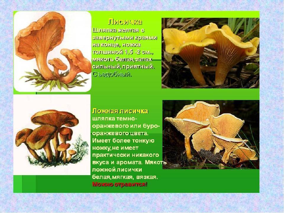Как выглядят грибы лисички