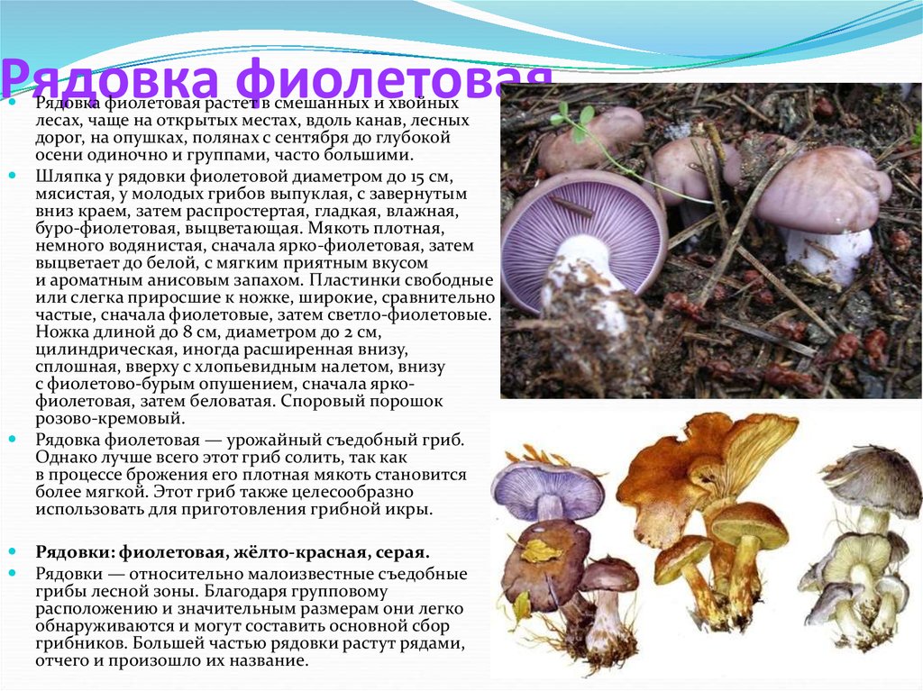 Рядовка лиловоногая: узнаваемый представитель грибного царства - грибы собираем