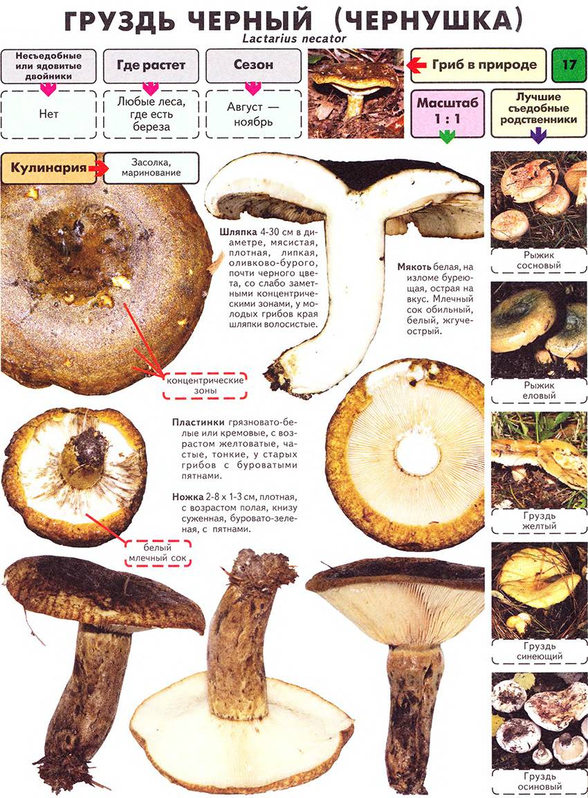 Перечный гриб (chalciporus piperatus): описание, где растет, как отличить, фото и сходные виды