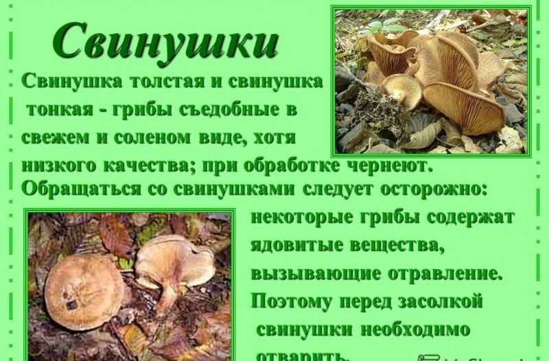 Съедобные или нет грибы свинушки? фото и описание, способы приготовления свинух