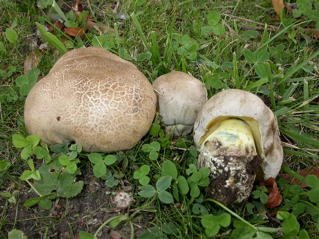 Белый гриб: опасные двойники, как отличить, чем опасны, симптомы отравления