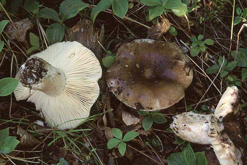 Подгруздок черный: подробное описание гриба