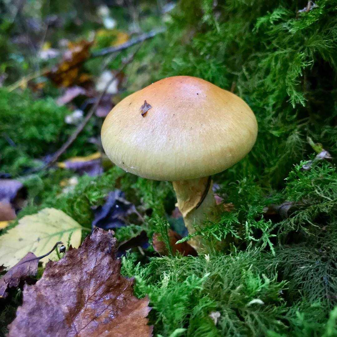 Паутинник гриб, фото, описание гриба