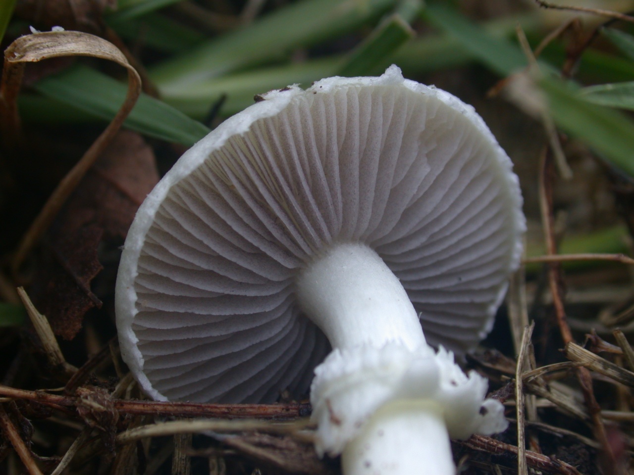 Строфария сине-зеленая: описание, фото, съедобность гриба | лесная кладовая