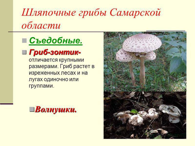 Какие грибы собирают в саратовской области? инструкция +видео
