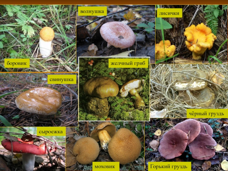 Волнушки грибы фото +описание, как готовить, противопоказания +видео