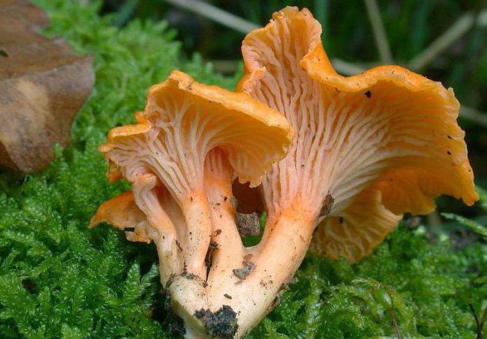 Ложные лисички: какие бывают, можно ли грибы употреблять в пищу