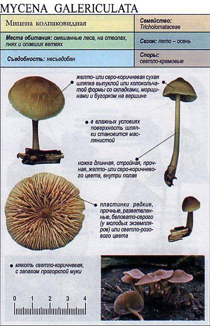 Мицена синеногая - энциклопедия грибов грибовики.ру