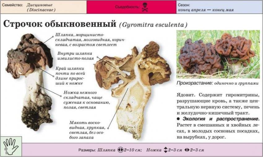 Строчок обыкновенный: описание гриба, места распространения, фото