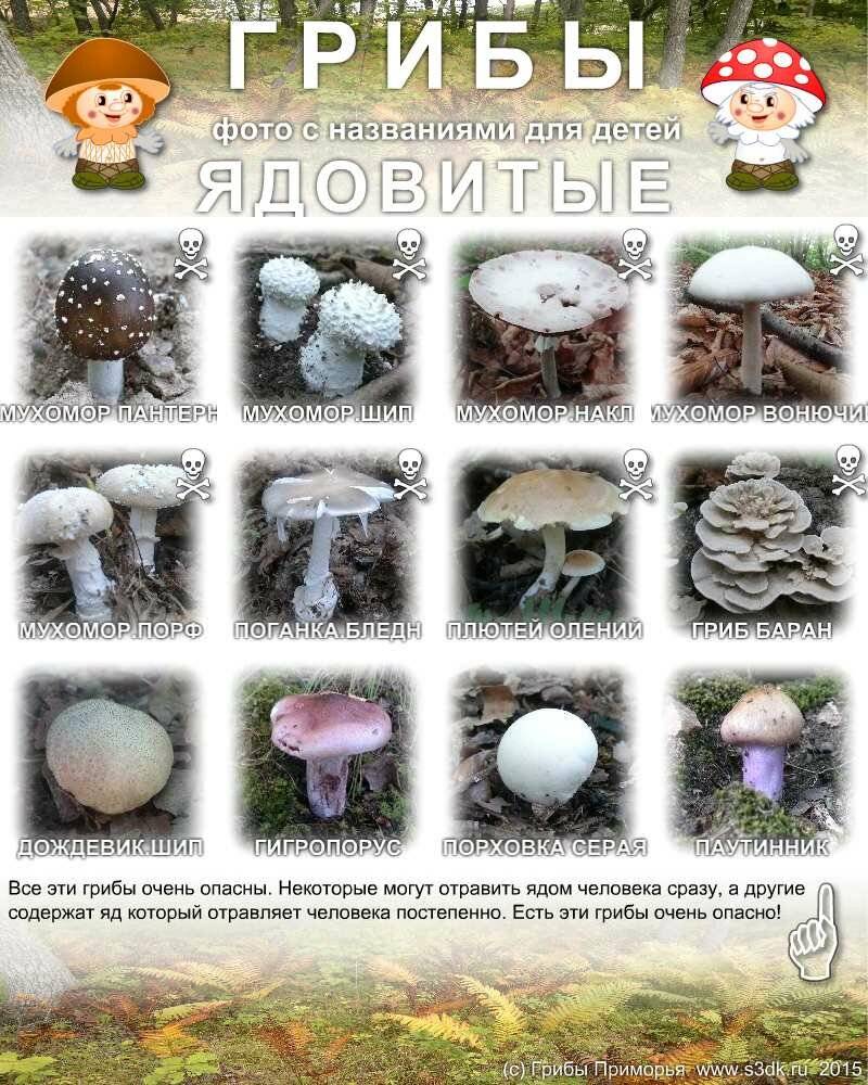 Календарь грибов