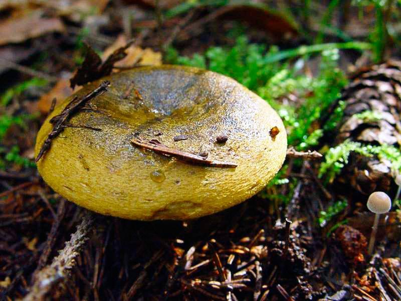 Черный груздь (чернушка) – описание, фото, как солить гриб