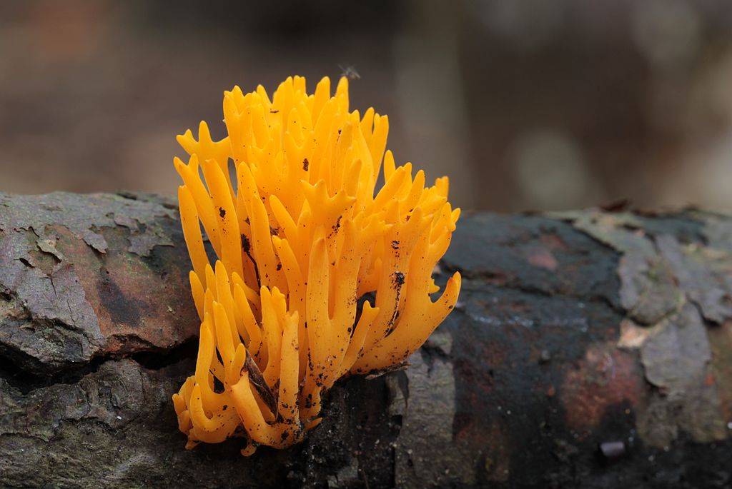 Клавикорона крыночковидная — описание гриба, где растет, похожие виды, фото