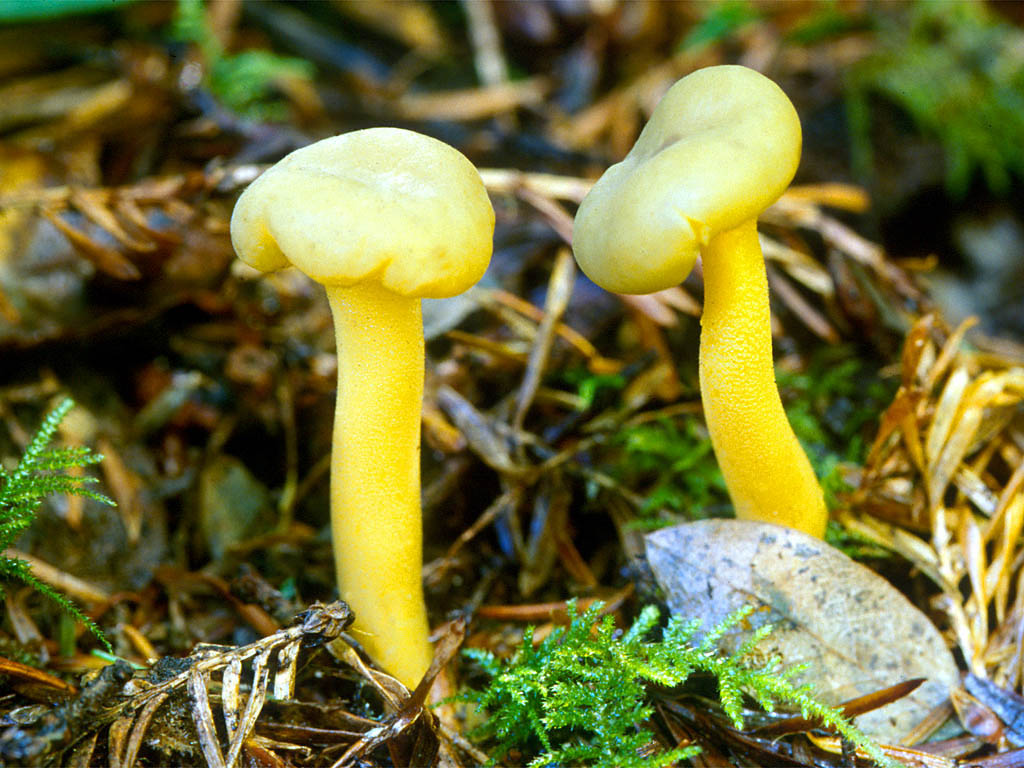 Лиофиллум панцирный — описание гриба, где растет, похожие виды, фото