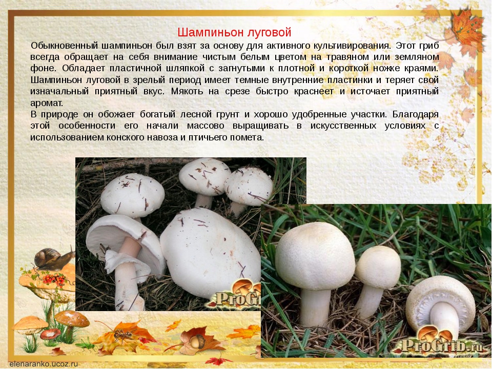 Опенок намеко (чешуйчатка съедобная) - съедобный гриб с фото и описанием. рецепты приготовления.