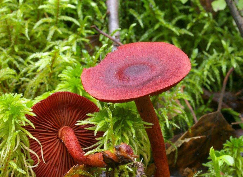 Паутинник кроваво-красноватый (краснопластинковый, cortinarius semisanguineus): как выглядит, где и как растет, съедобный или нет - агрономия