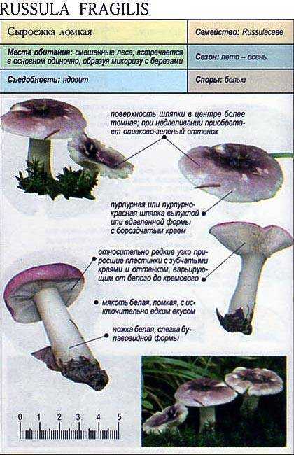 Сыроежки: фото съедобных и несъедобных грибов, как отличить, описание