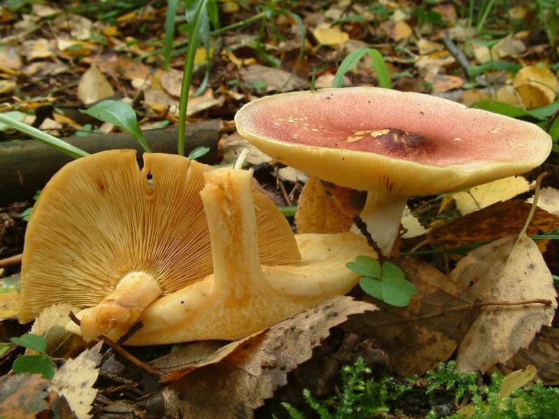 Рядовка жёлто-красная (опята красные, опенок желто-красный): древесный съедобный гриб