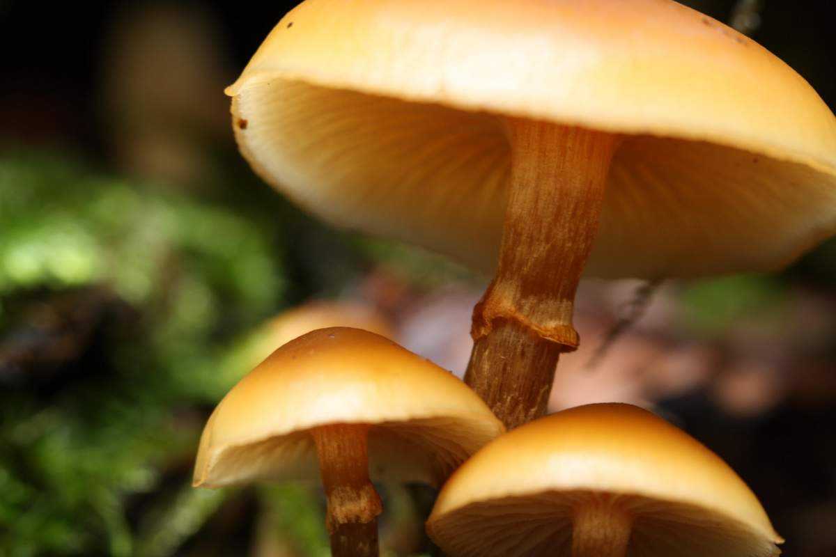 Галерина окаймленная – скромная сестра бледной поганки - грибы собираем