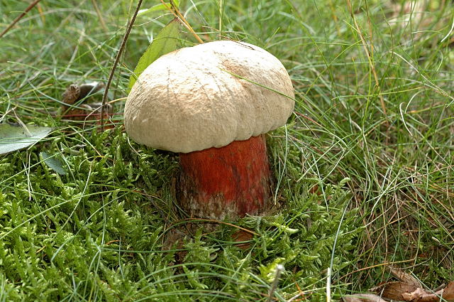 Болет красивоножковый (боровик несъедобный) (caloboletus calopus) – описание, где растет, фото гриба
