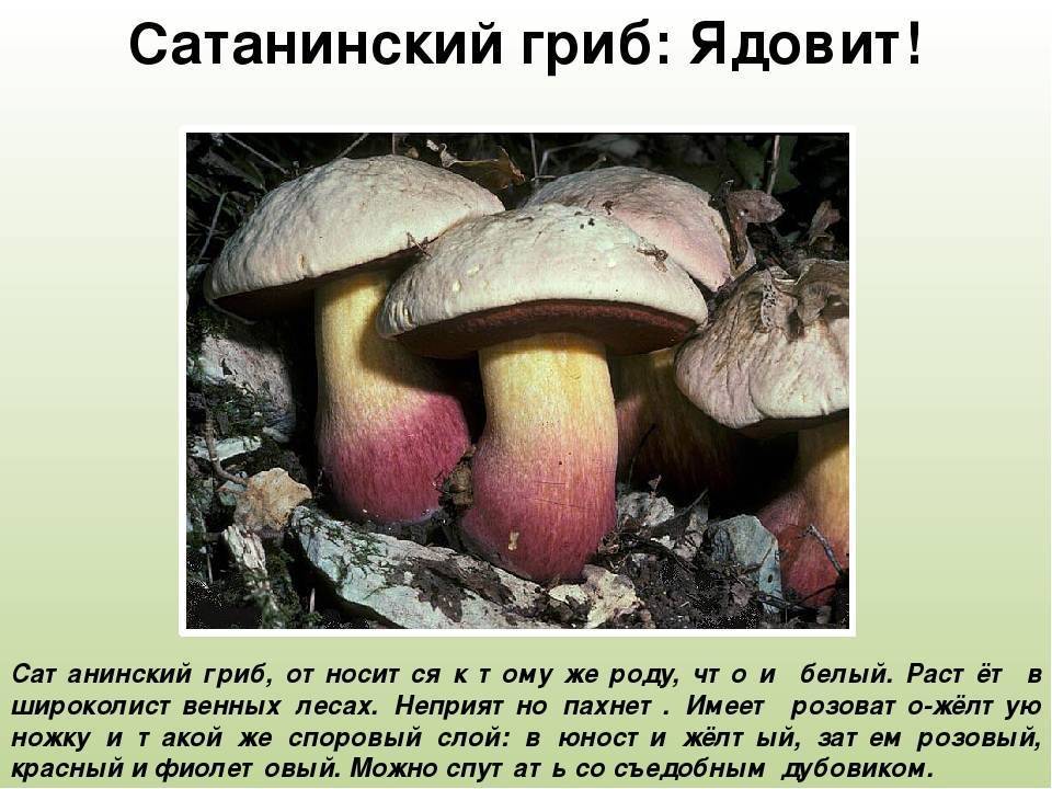 Сатанинский гриб на вкус. сатанинский гриб. съедобный или ядовитый? отличие съедобного от ядовитого гриба сатаны и почему его так называют +фото | здоровье человека
