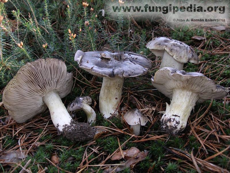 Рядовка белая (tricholoma album): фото, описание и как отличить ядовитый гриб