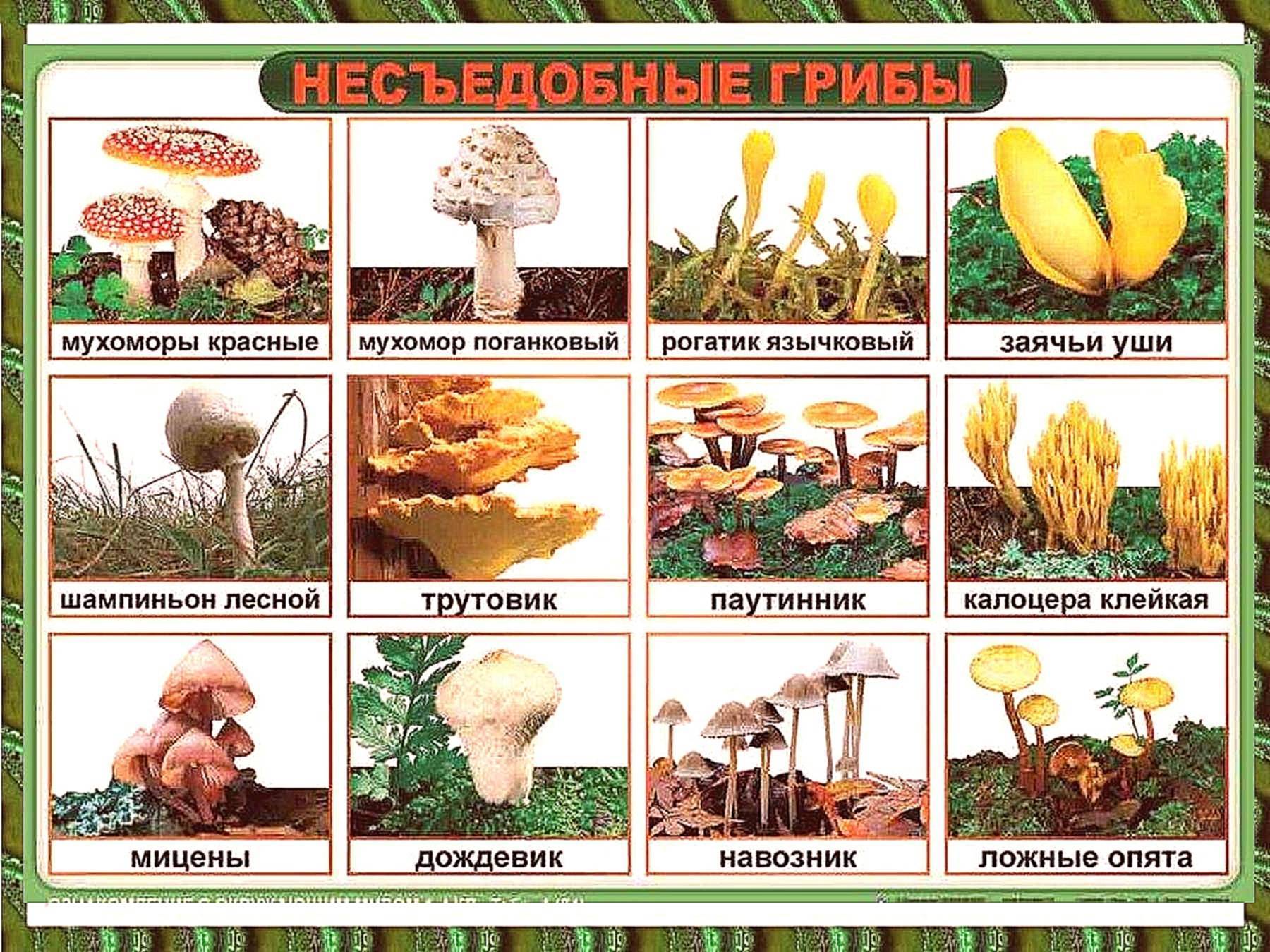 Грибы в ростовской области 2021: съедобные, условные, несъедобные и ядовитые подвиды, грибные места, фото карта