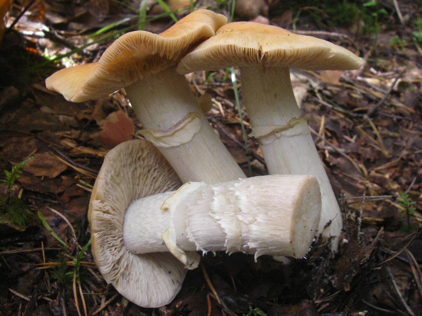 Колпак кольчатый,или гриб курочка: внешний вид: отличие от ядовитых и рецепты