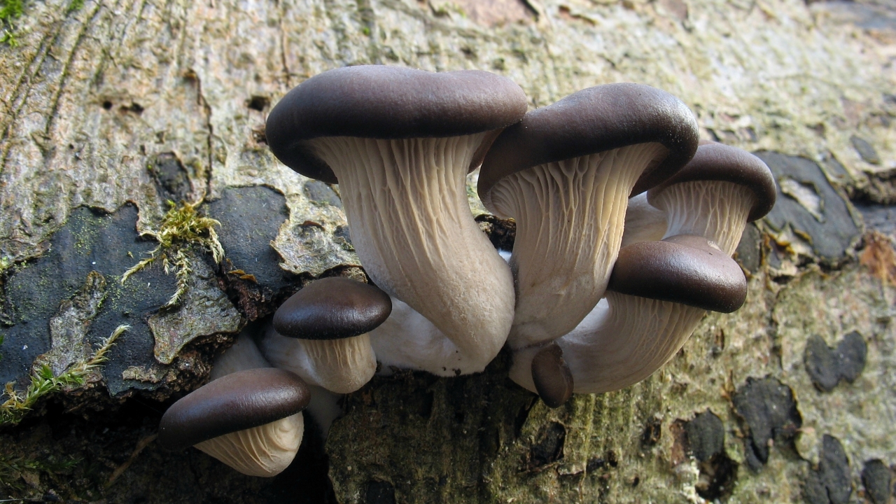 Какие бывают разновидности грибов вешенок: фото, описание внешнего вида, полезные свойства для организма человека