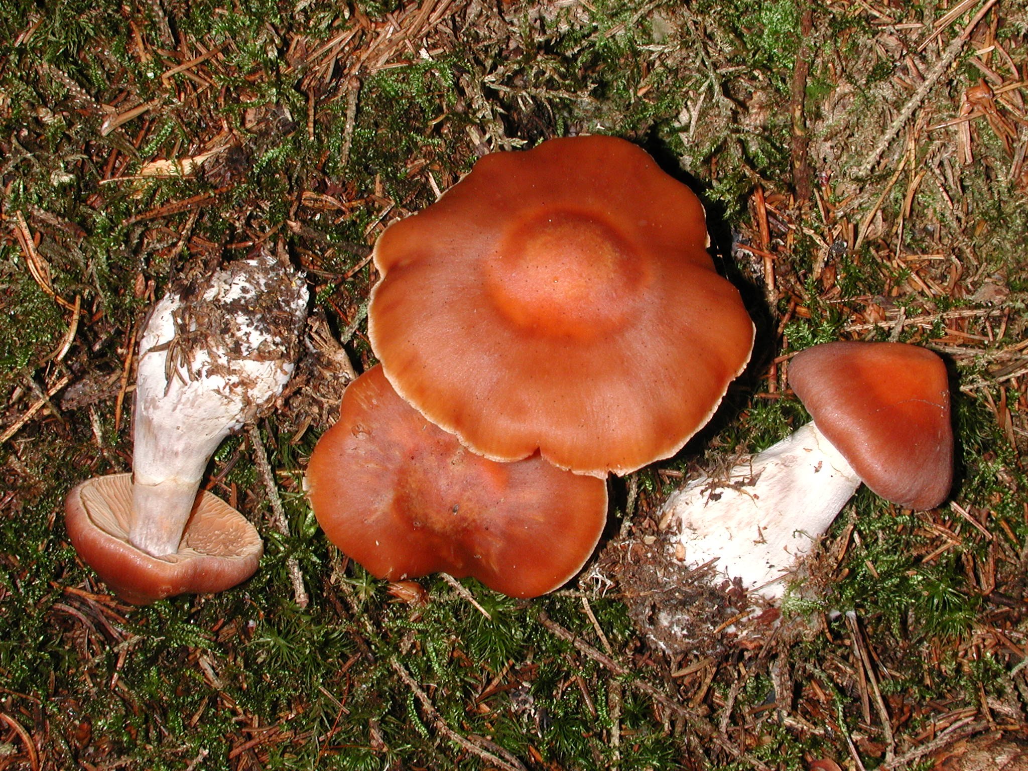 Паутинник красивейший - фото и описание гриба, как выглядит и где растет