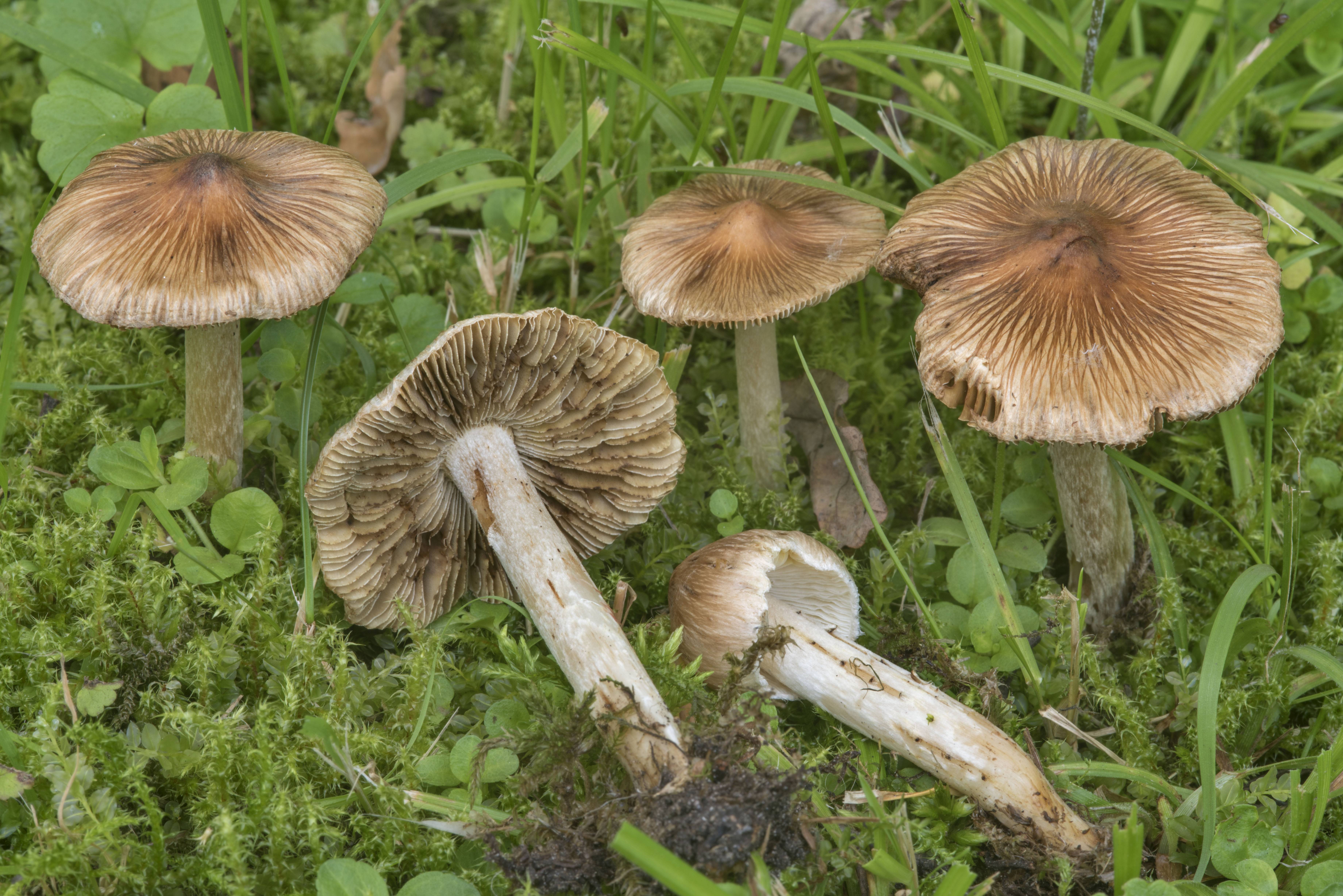 Особенности гриба волоконница земляная